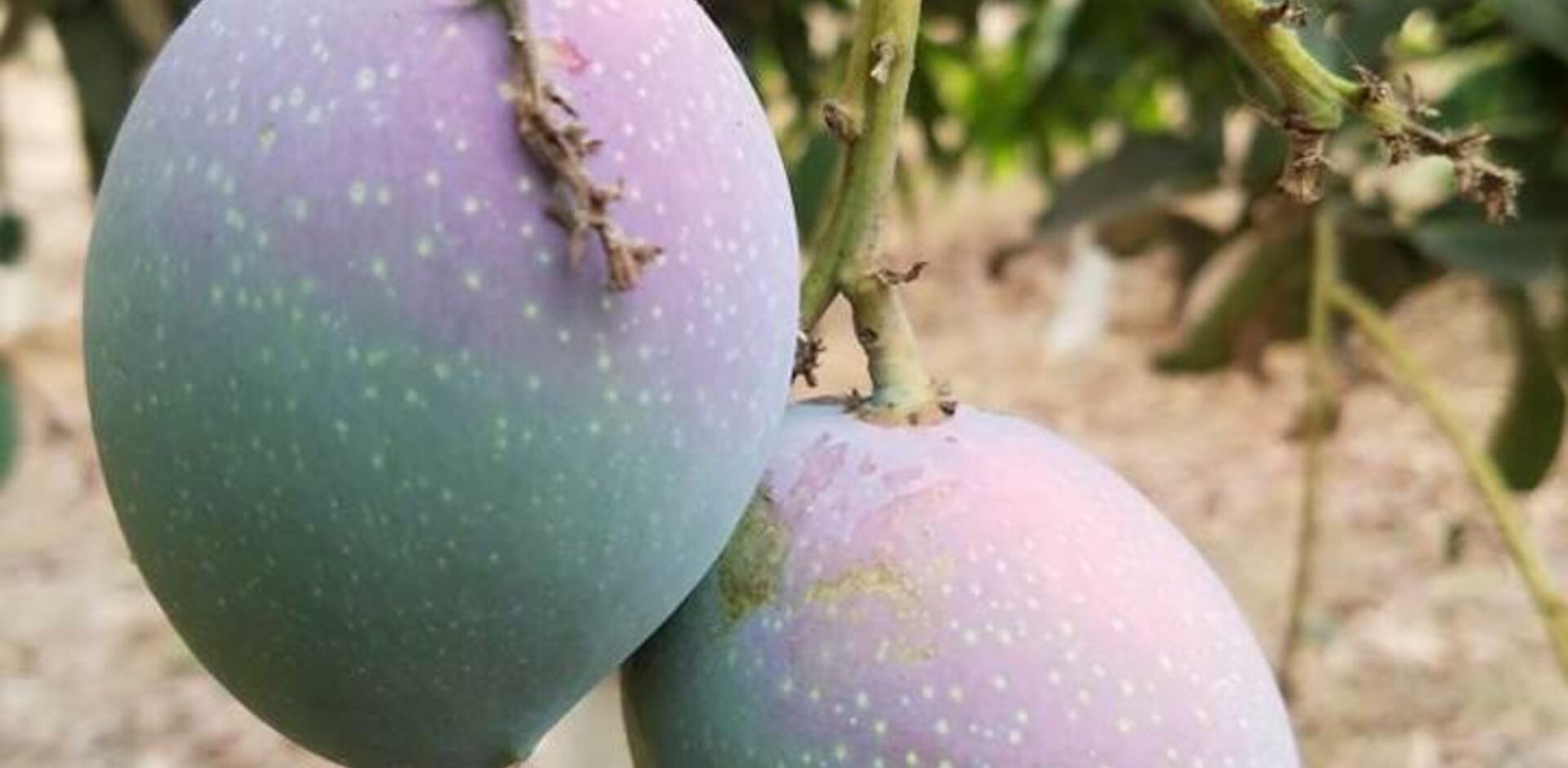 Mangoes & Mythology