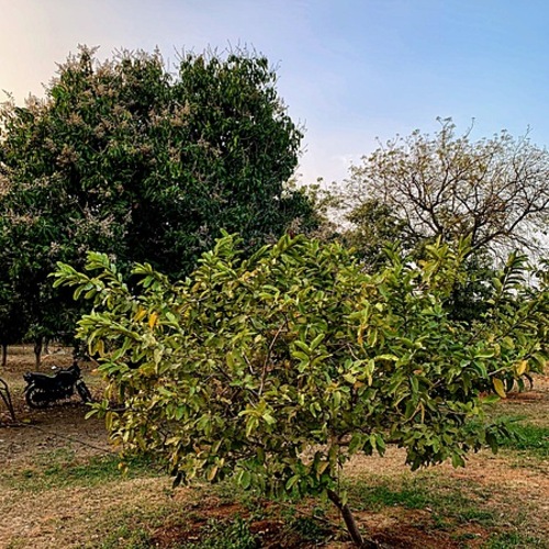 Sujatha Gardens