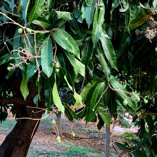 Sujatha Gardens