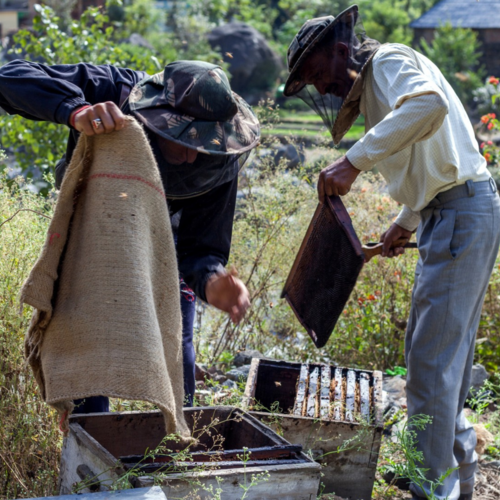 Reviving the Lost Traditional Knowledge of Beekeeping