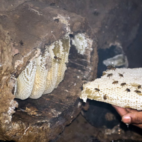 Reviving the Lost Traditional Knowledge of Beekeeping 